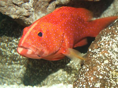 紅色魚種類